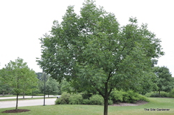 Fraxinus americana 'Autumn Applause' — photo 2